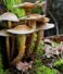 Why Mushrooms Could Shape the Future of Food, Wellness, and Sustainable Fashion